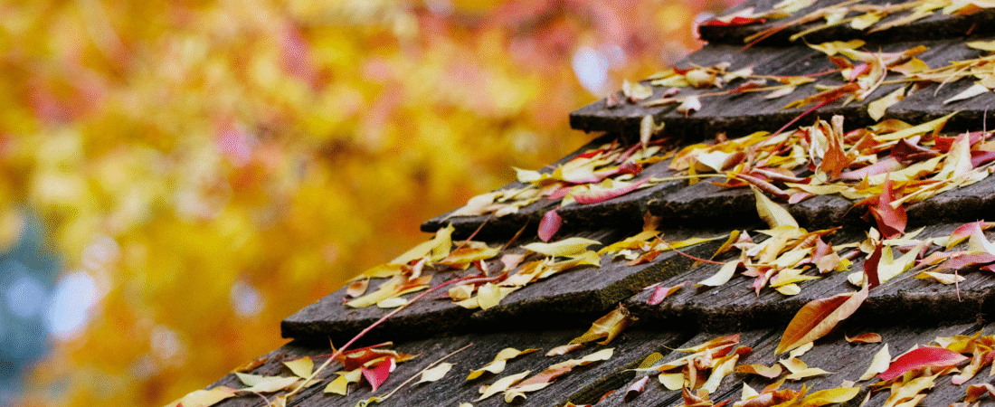 Cool and Wet Temps, Clearer Problems: Why Fall Reveals What a dry Summer Hides!