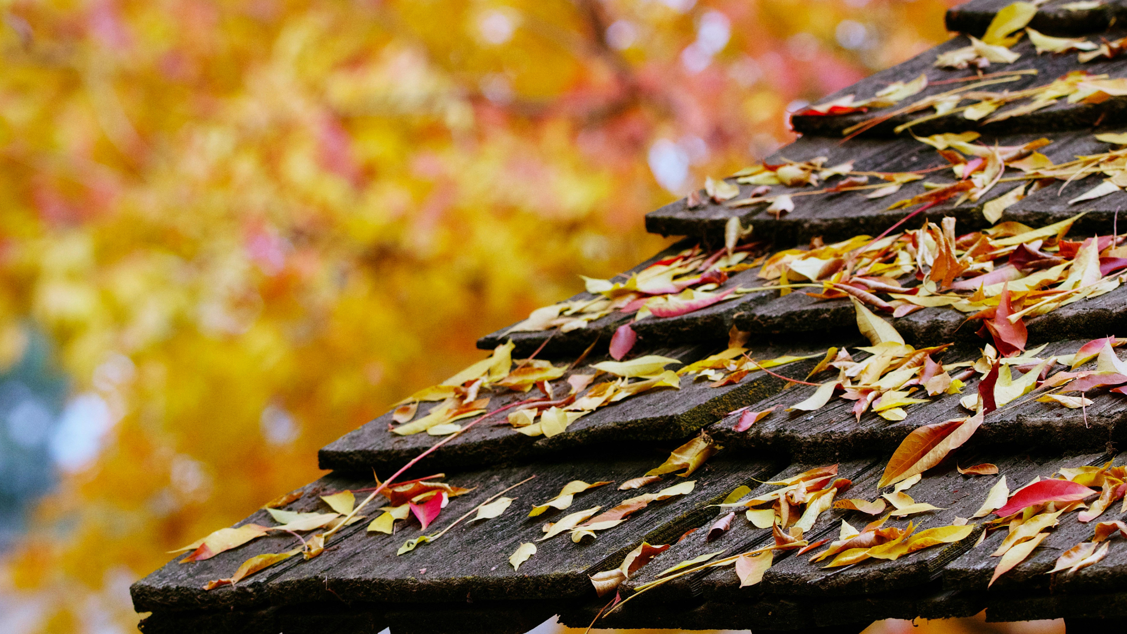 Cool and Wet Temps, Clearer Problems: Why Fall Reveals What a dry Summer Hides!